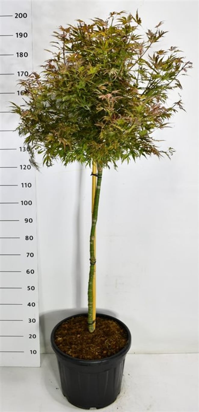 Acer pal. 'Shaina' - 90 CM Stem Cont.